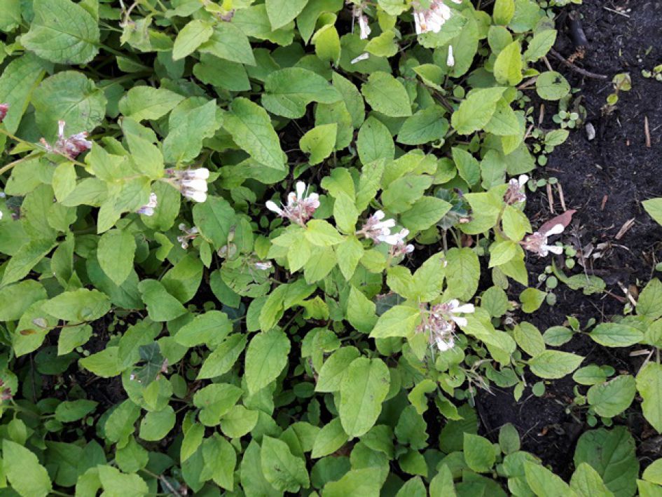 lage witte hangbloemetjes